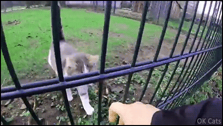 Cute Cat GIF • You don't choose a cat, a cat chooses you. Getting over to the other side [ok-cats.com]