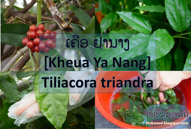 http://hukased.blogspot.com/2016/09/kheua-ya-nang-tiliacora-triandra.html