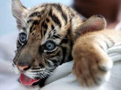 baby tiger tongue out