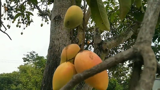 buah Mangga Kepodang matang di pohon