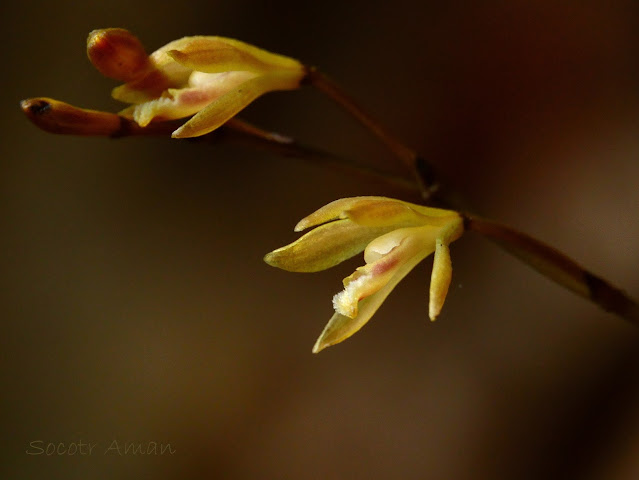 Lecanorchis suginoana