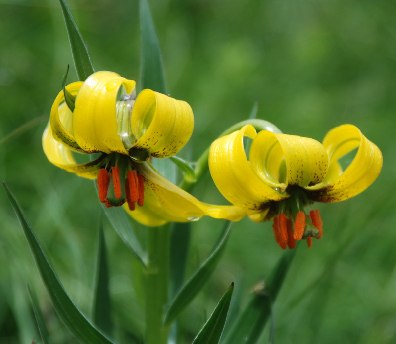 Лилия боснийская (Lilium bosniacum)