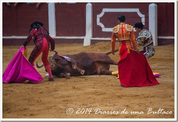 Toros 2014 (2)-34