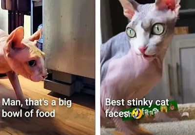 kittens-mother-sphynx-cat