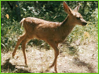 Mule Odocoileus hemionus Pictures