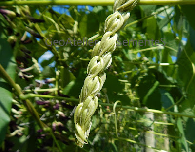 botões de flor de mucuna-preta