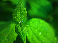 Ostara Spell Diary 3 Moon Phases And Planting Herbs Image