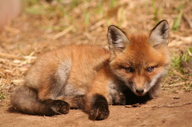 One cute baby fox