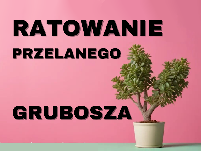 Jak uratować przelane drzewko szczęścia? Ratowanie grubosza krok po kroku