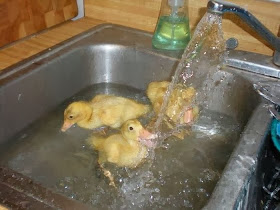 Funny animals of the week - 7 February 2014 (40 pics), three cute ducklings swimming in a sink