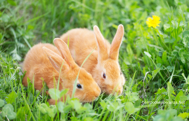 Dos conejos en el campo verde
