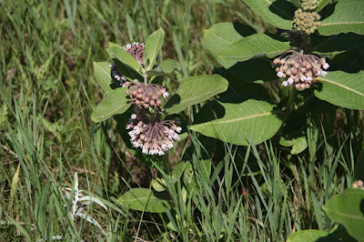 early July milkweed blossoms