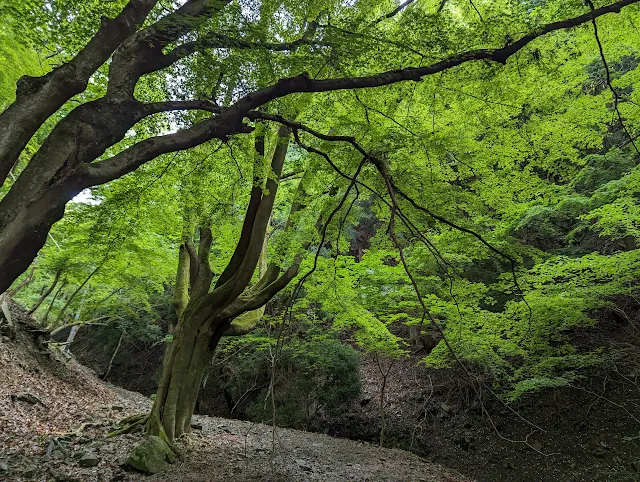 青紅葉が立派でとても綺麗です。秋にも訪れたい。