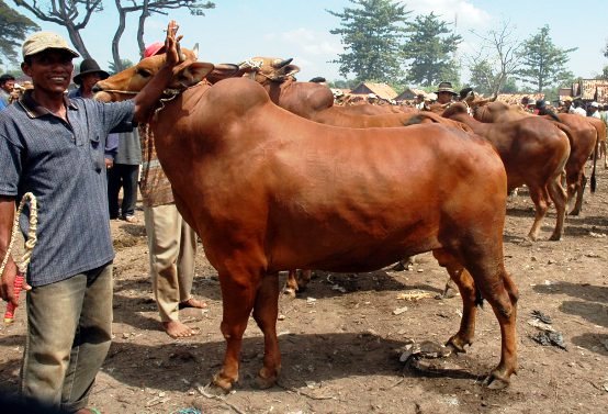 jenis jenis sapi cocok untuk penggemukan di indonesia - Elinotes review