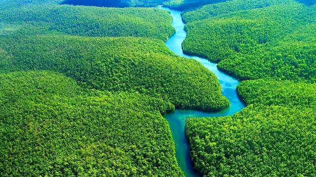 Amazon Rain Forests