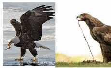 Bald Eagle Vs Golder Eagle