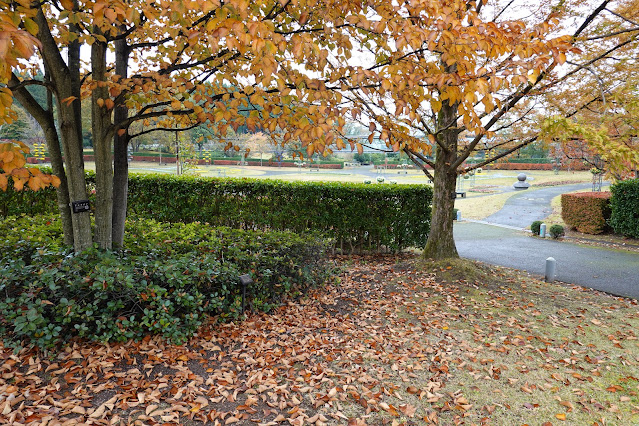 鳥取県西伯郡南部町鶴田　とっとり花回廊　紅葉