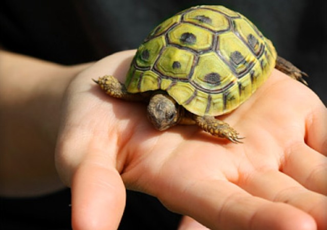 Pet Turtles Linked to Salmonella Outbreak: CDC