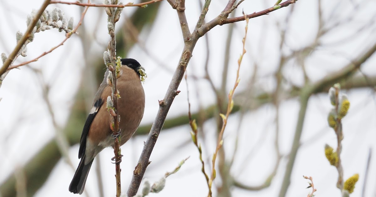 stonefactionbirding2014.blogspot.com