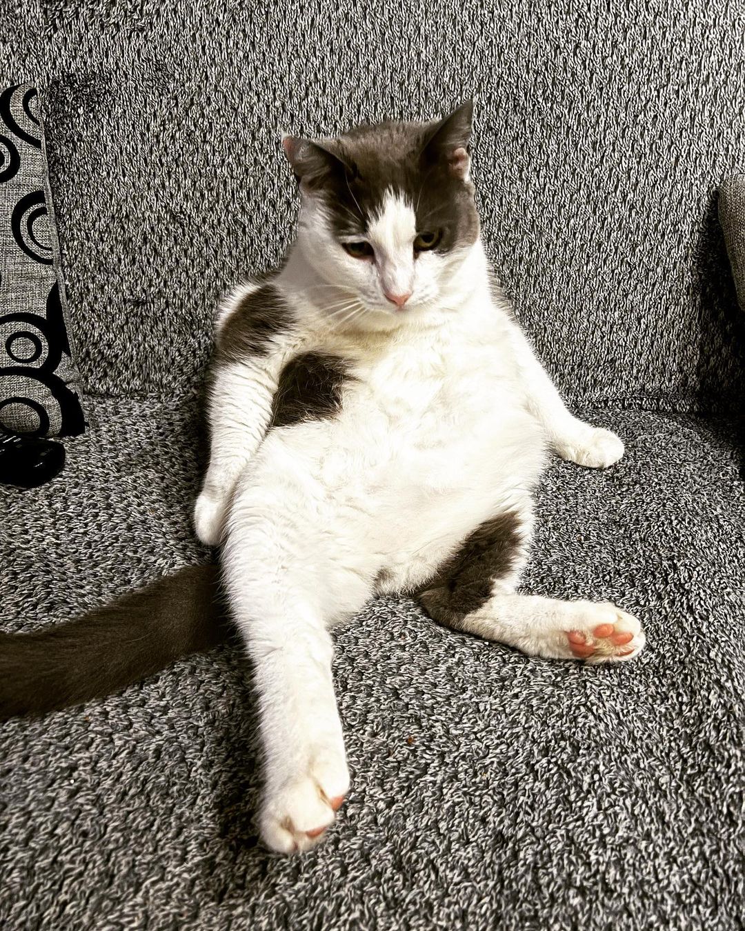 A funny sitting cat