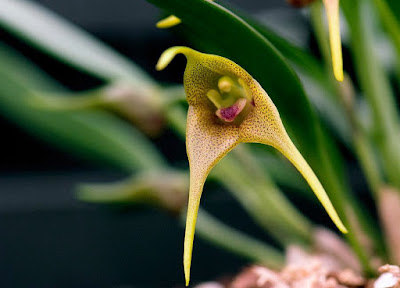 Masdevallia peristeria care and culture