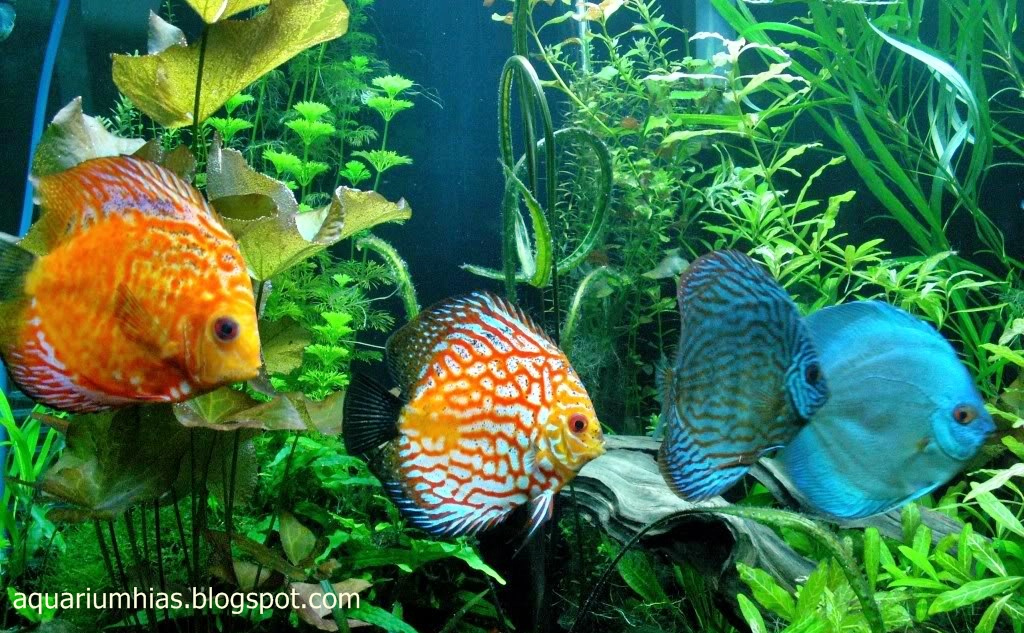 Tips Memelihara Ikan Discus dalam Aquascape ~ Informasi Dunia Air