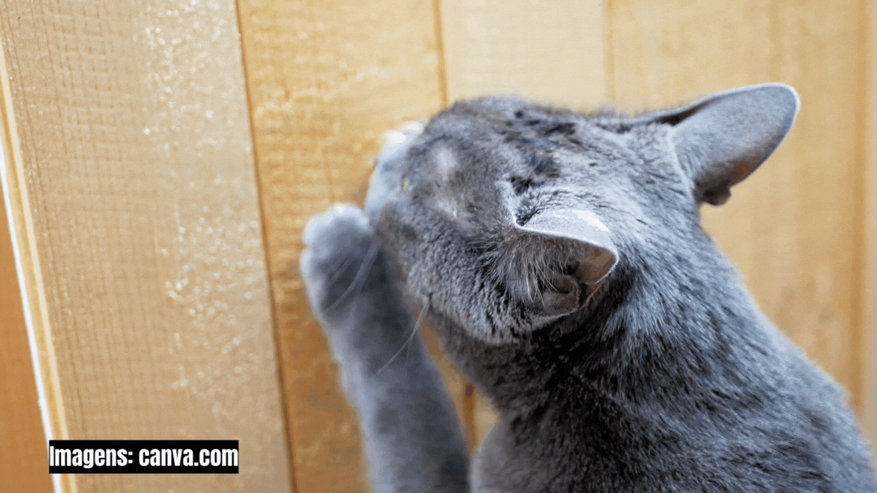 Os gatos são fascinantes por muitas razões - um dos mais curiosos comportamentos felinos é a afiação das unhas.