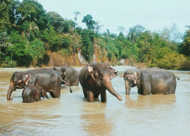 Sumatran Elephants