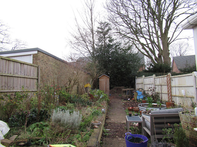 Diary of a suburban permaculture -ish garden, February 2020.  From UK suburban garden blogger secondhandsusie.blogspot.com #suburbanpermaculture #permaculture #ukgardenblogger