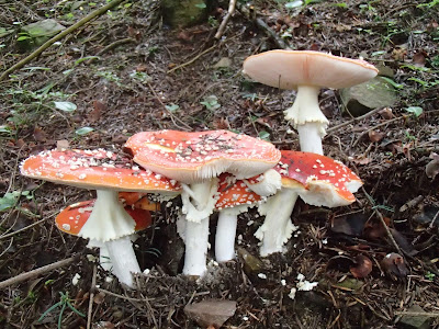 muchomor czerwony Amanita muscaria