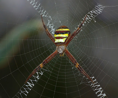 How to Photographs a Spider's Web - Tips for Photographing Spider Webs