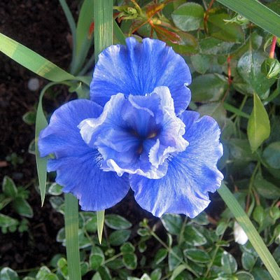 Siberian Iris Flower