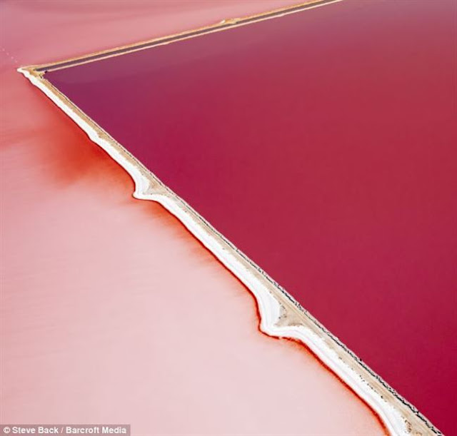 Ladang alga warna pink di Australia