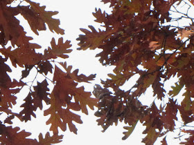 white oak leaves