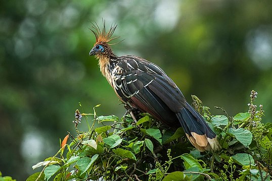 Hoatzins features makes them among the weirdest animals.