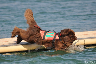 Terre -Neuve chien sauveteur à l'eau Jeagger dans le lac de Vouglans photographe JD AMET JURA