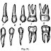 Tooth Idioms