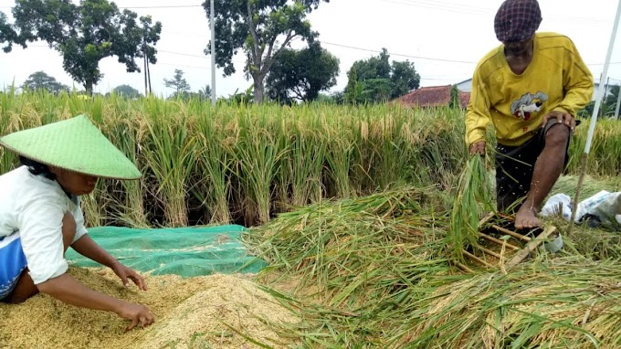 Harga Gabah Basah Tinggi, Petani di Majalengka Ramai-ramai Jual Gabah Langsung di Sawah