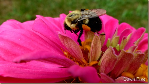 flowers and bugs_086