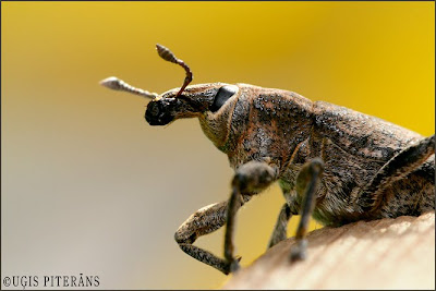 Smecernieks (Cleonis pigra)