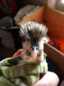 silver laced polish chick conjunctivitis eye worm
