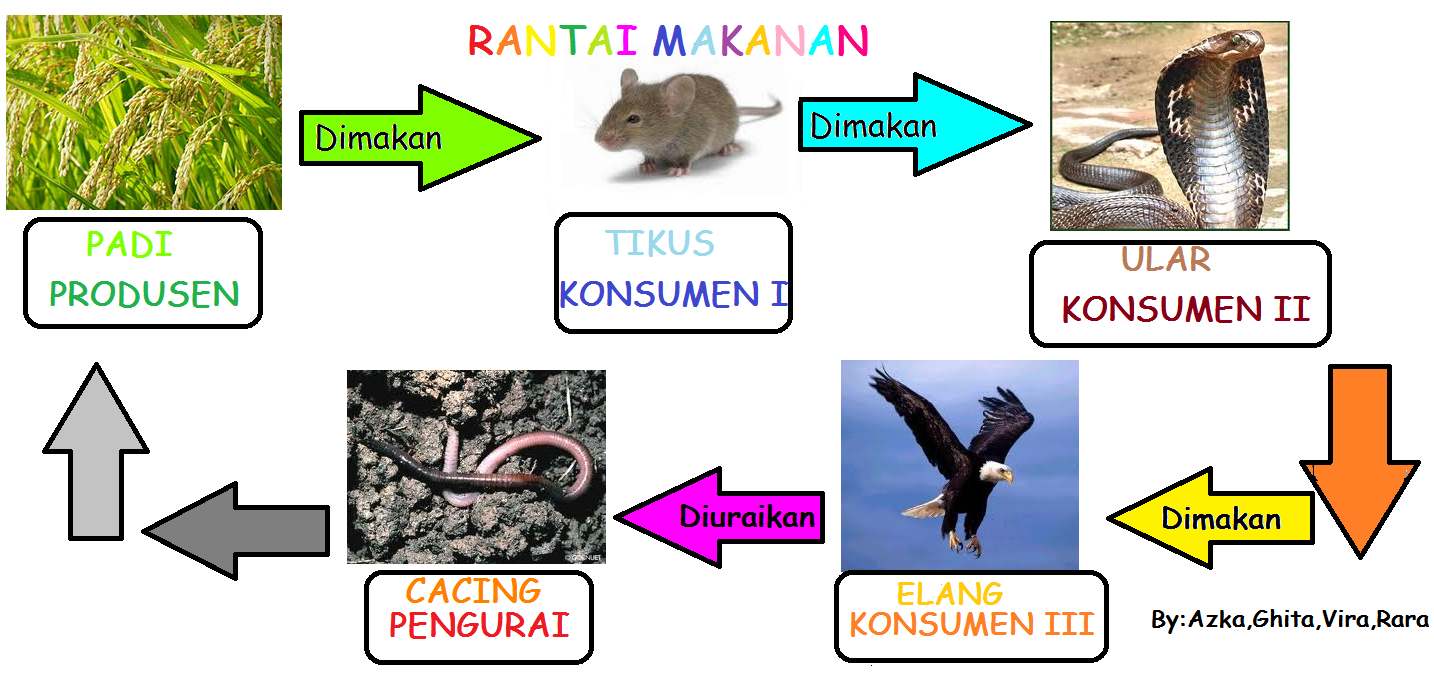 Contoh Rantai Makanan ~ AZKANF.BLOGSPOT.COM