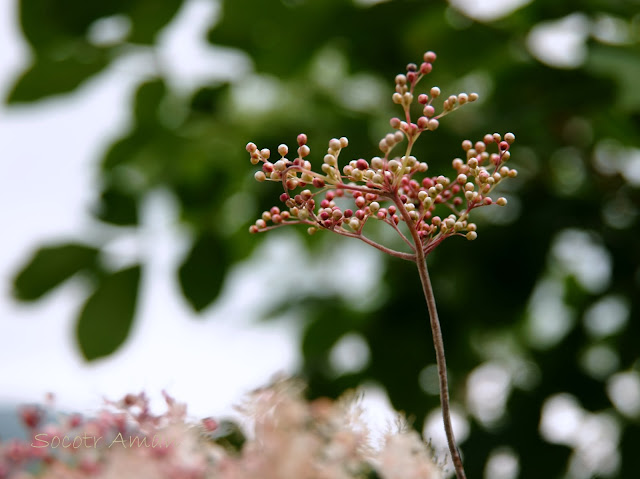 Filipendula camtschatica