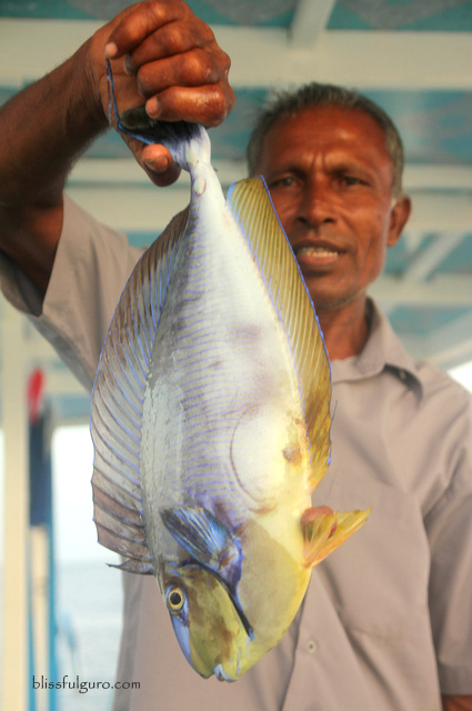 Sunset Fishing Maldives