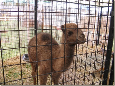 Medina Fair 2009 007