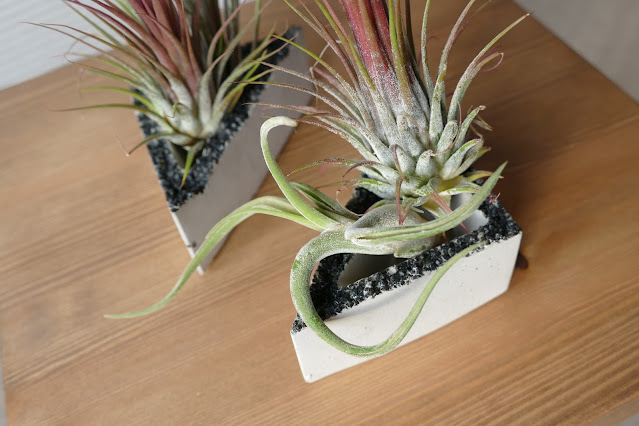 Botanica Verde Shop etsy, Botanica Verde Shop  reviews, Botanica Verde Shop  review, Botanica Verde Shop blog review, air plants for studio flats, best plants for studio flats, best plants student dorms, air plant decoration, studio apartment plants best, air plants buy etsy