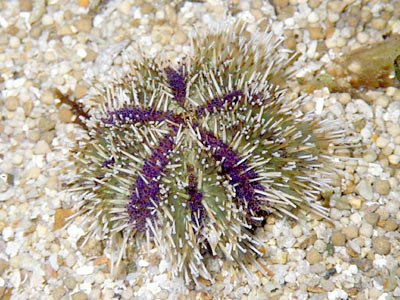 Cake Sea Urchin (Tripneustes gratilla)