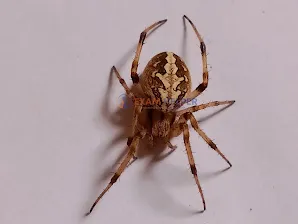 Araneidae,Araneus diadematus,European Garden Spider,Araneidae Family Spider,