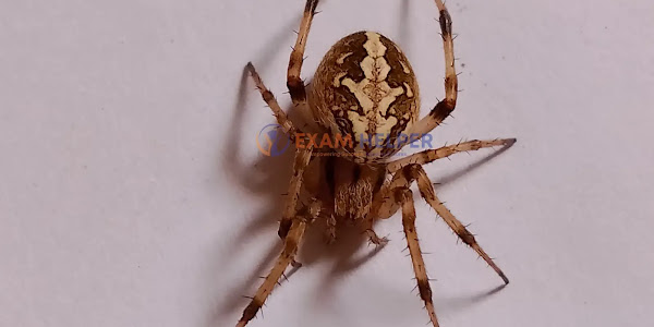 European Garden Spider (Araneus diadematus) | Exam Helper