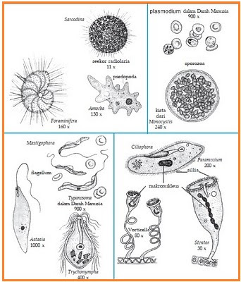 BIOLOGI GONZAGA: TEORI PROTISTA